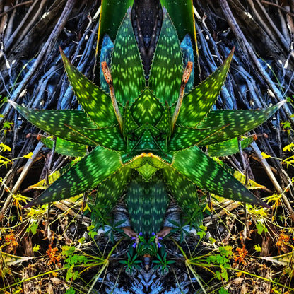 Aloe Warrior Poster