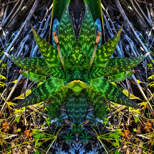 Aloe Warrior Poster