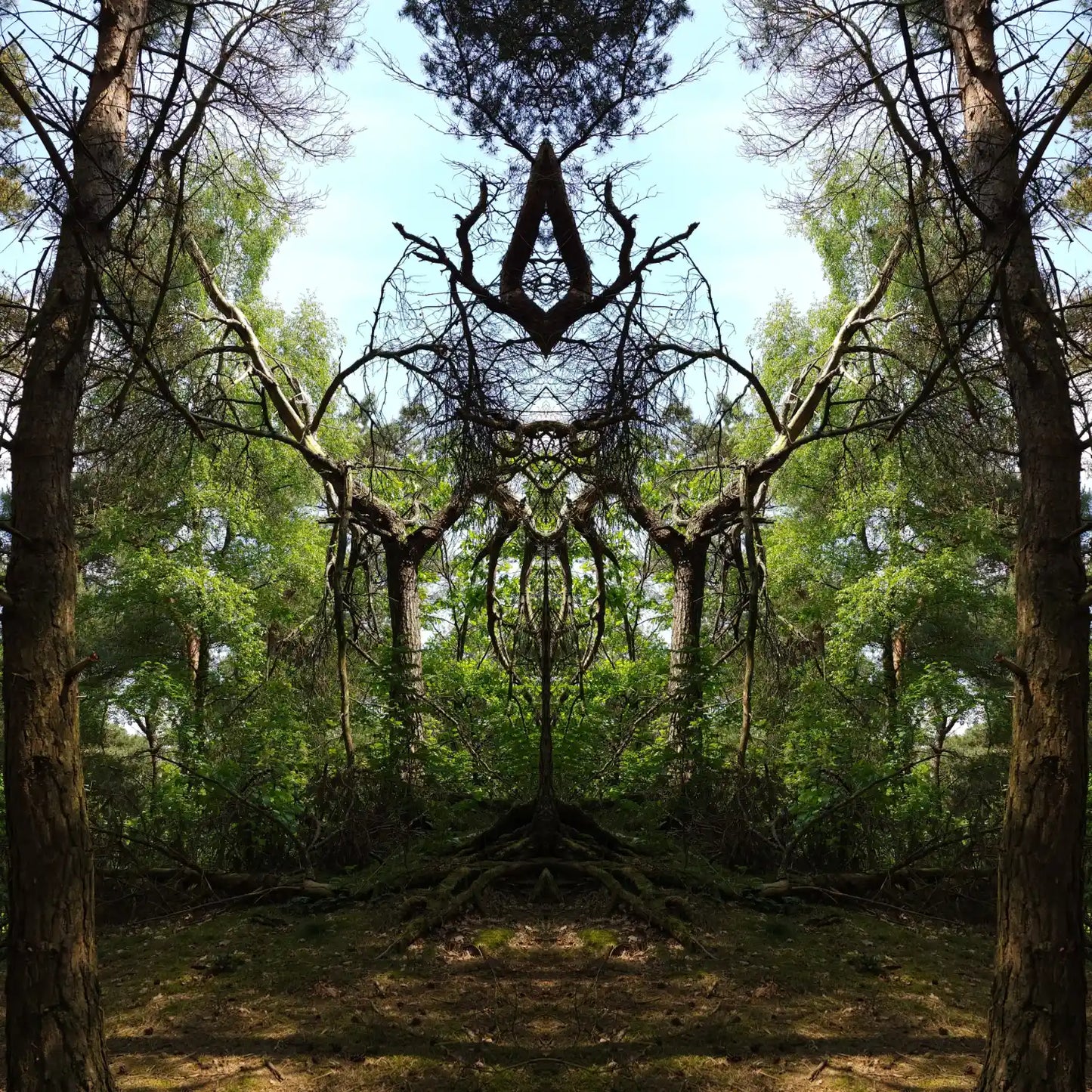 Queen of Pines Poster - Forest Dimensions