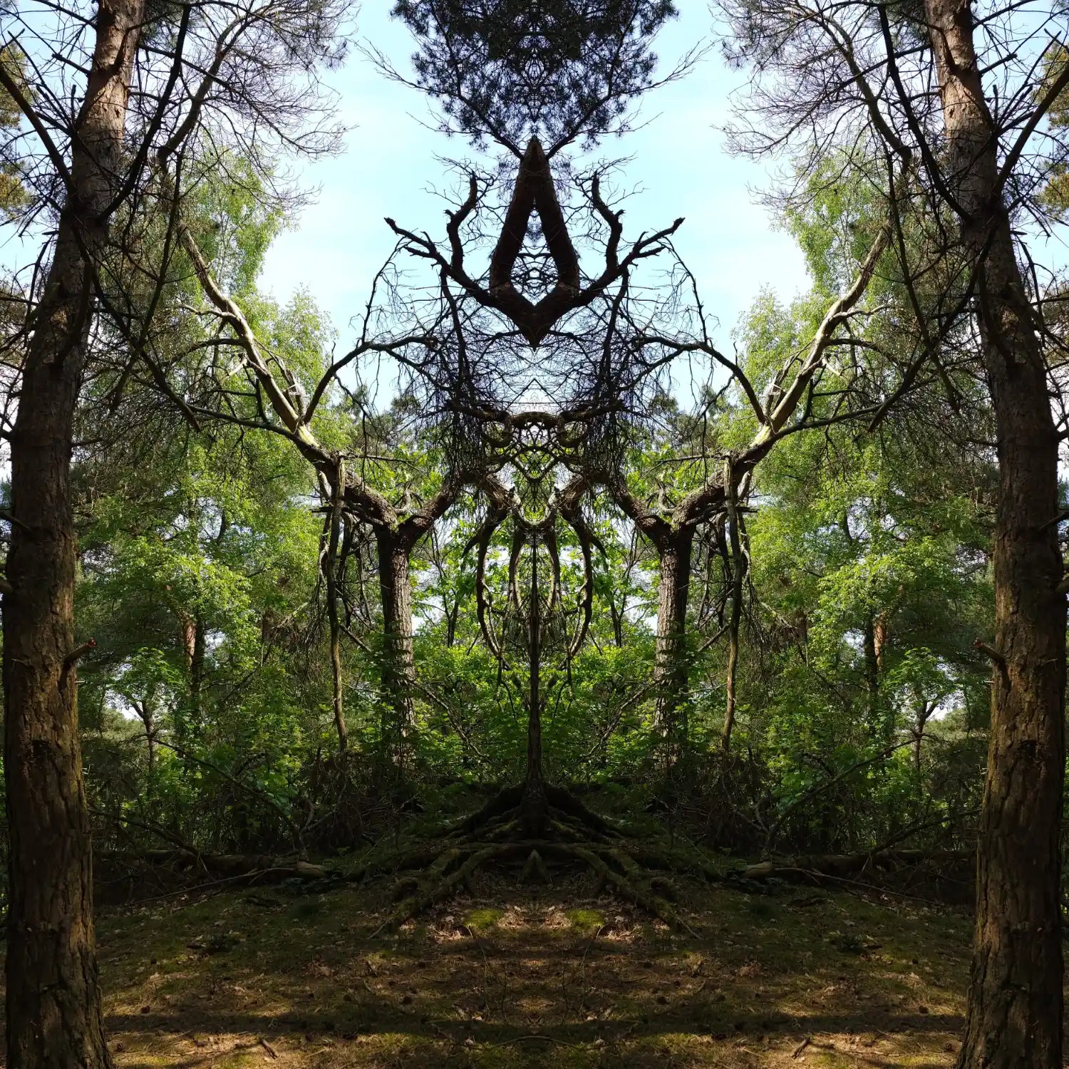 Queen of Pines Poster - Forest Dimensions