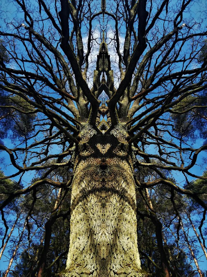 Wisdom Tree Poster - Forest Dimensions