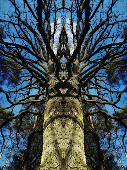 Wisdom Tree Poster - Forest Dimensions