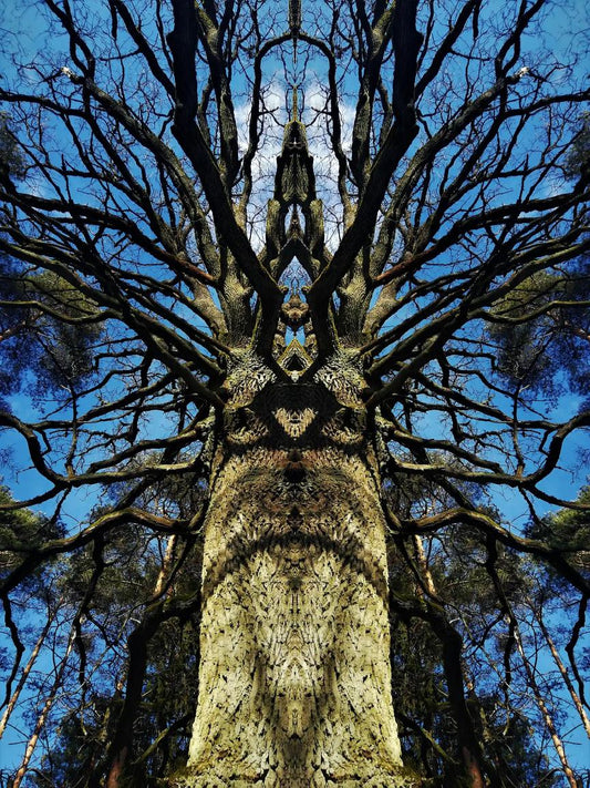 Wisdom Tree Poster - Forest Dimensions