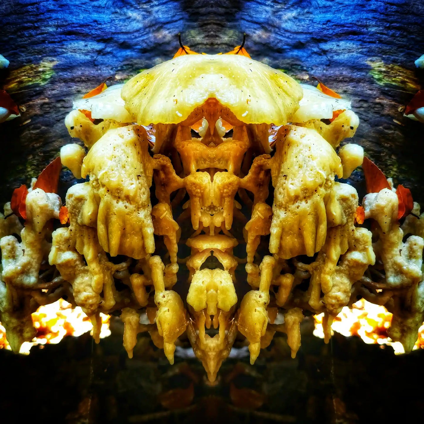 Fungi Crab Poster