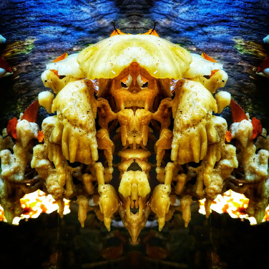 Fungi Crab Poster