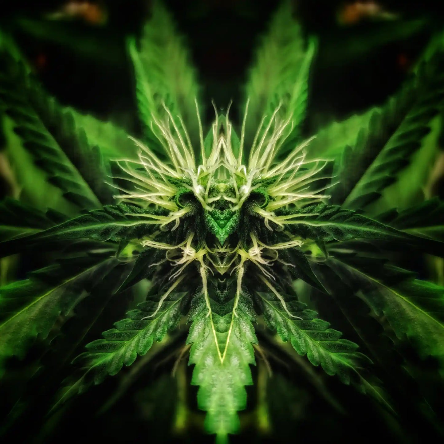 Hairy Fairy Poster