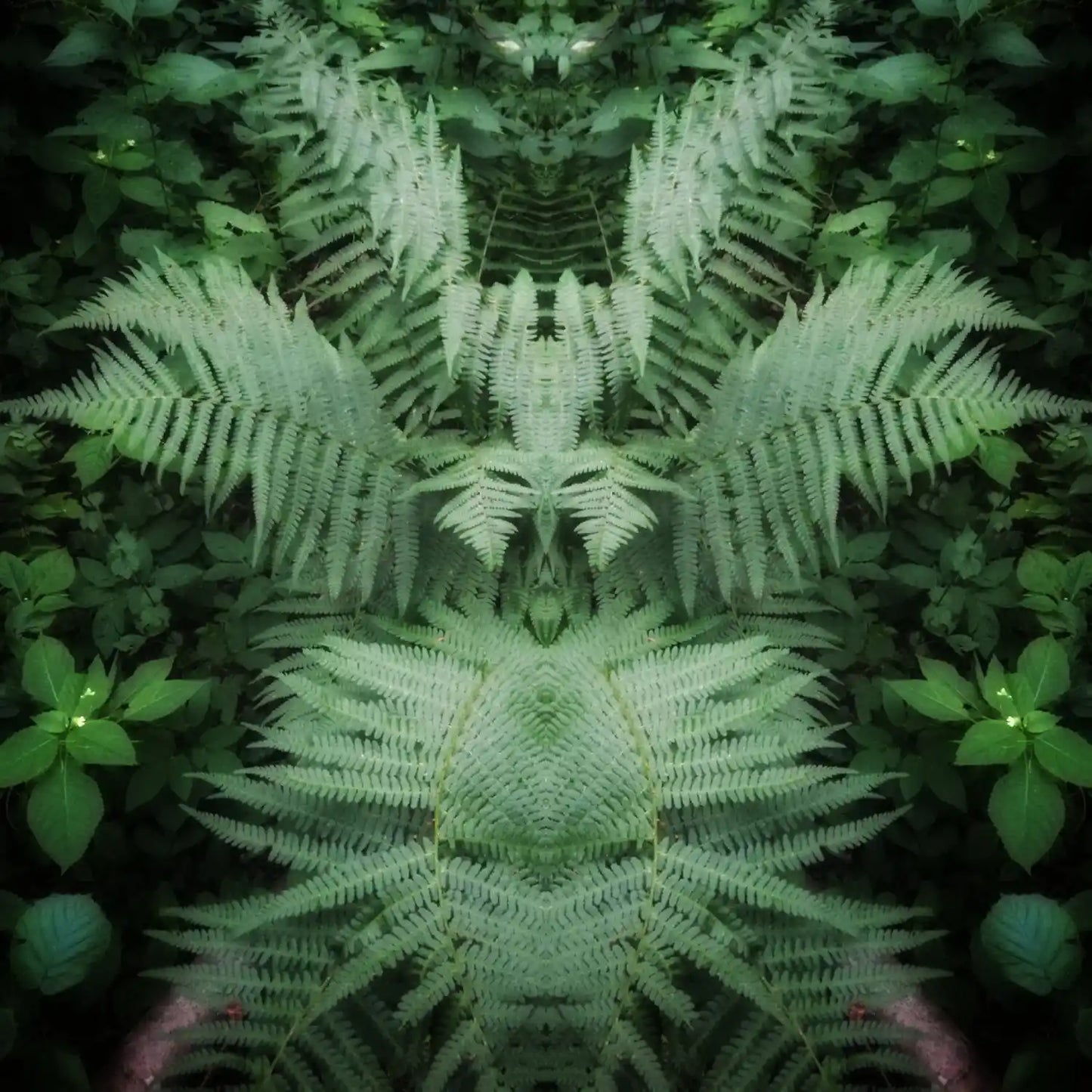 Fern Fairy Poster - Forest Dimensions