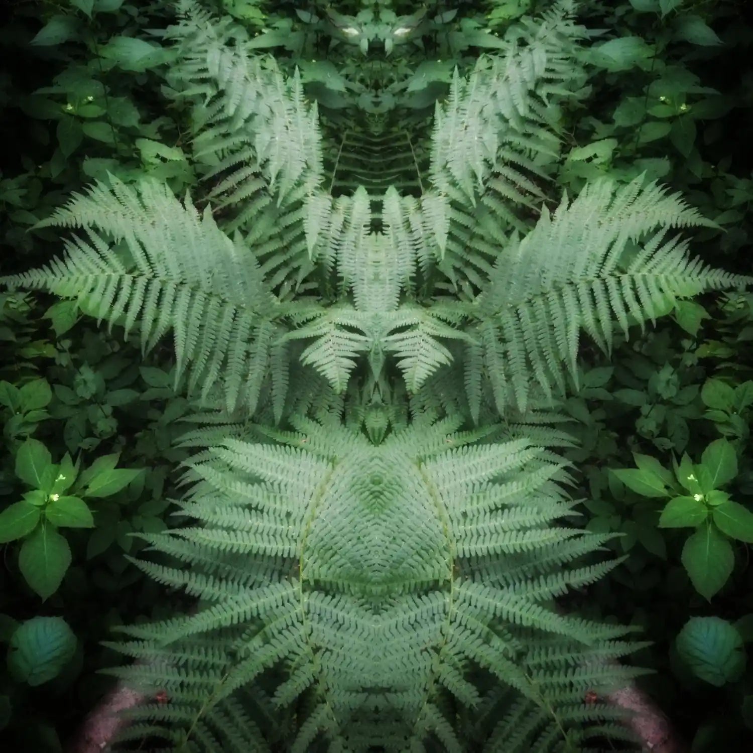 Fern Fairy Poster - Forest Dimensions