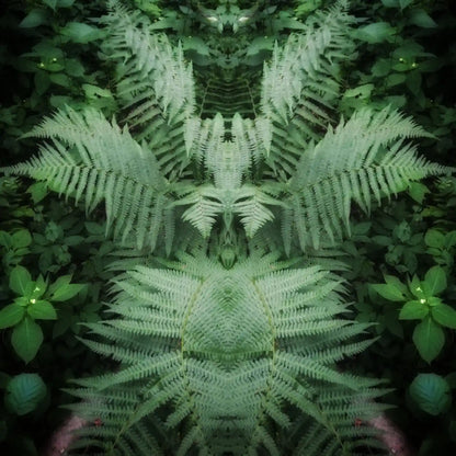 Fern Fairy Poster - Forest Dimensions