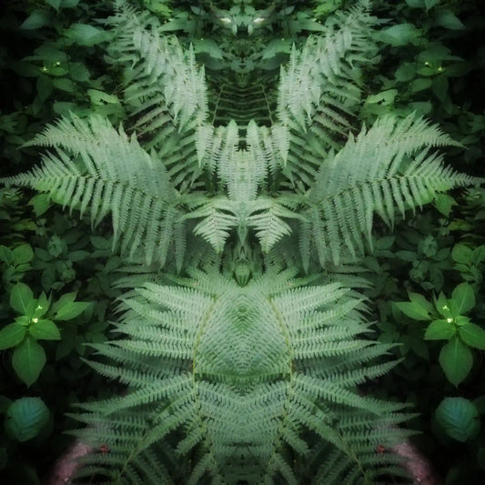 Fern Fairy Poster - Forest Dimensions